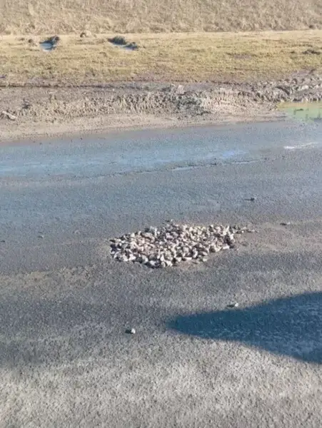 Уже в этом месяце приступят к обустройству размытой грунтовой дороги в Мурино